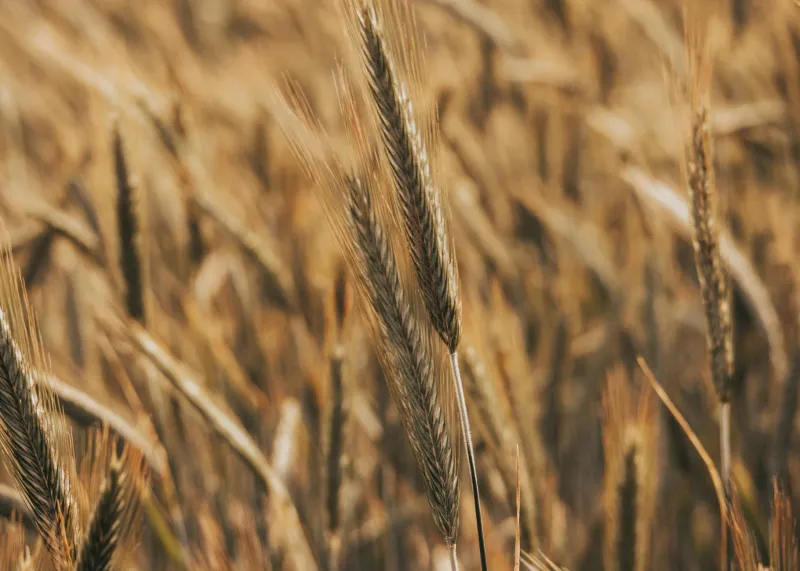 The Wrestling Coach Who Accidentally Saved a Billion Lives